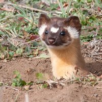 Frisky Weasel (@jen_renfab) 's Twitter Profile