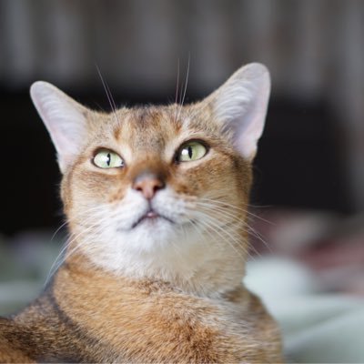 hiro_lax's profile picture.