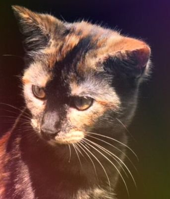 GentleSongs_'s profile picture. {Calico tom with amber eyes} /Well-behaved, quick, doesn't believe in love\ [Unborn] ♡Single♡ ``Um, I don't think I sould be doing that...``