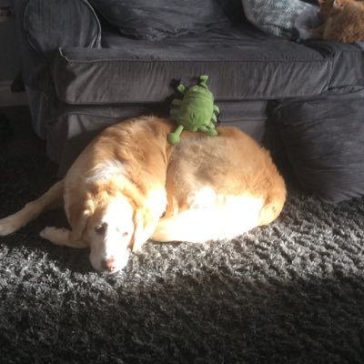 puppymom444's profile picture. 