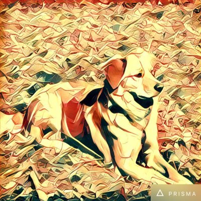 zobo37's profile picture. 