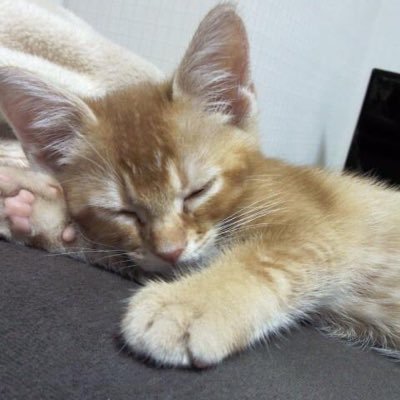 ikechamaaa's profile picture. 小5女子&小2男子のシンママ。頭の中脳直垂れ流し垢。【ISTP-T】アバンギャルディ Nonans💜🐾 naganoちゃん miyuuちゃん seiraちゃん kotoneちゃんもすき。いや、むしろakaneさんが最高🥰 無言フォロー&Rp&いいねしまくってすみません。フォローブロックご自由に。