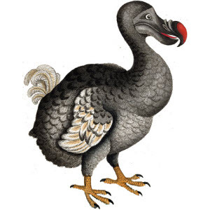 The Dodo Blog