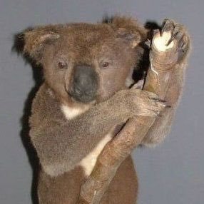 Bonjour tu veux voir mon koala ? Tant pis pour ouat !