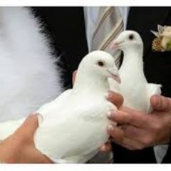 A dove release is the perfect fit to any type of ceremony not only because the beautiful but because it is full of significance, mysticism. We  make it unique!