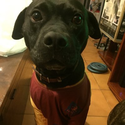 guidicelli82's profile picture. 