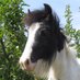 Eggsy Pony & Friends (@eggsypony) Twitter profile photo