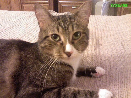 mom_chloes's profile picture. 