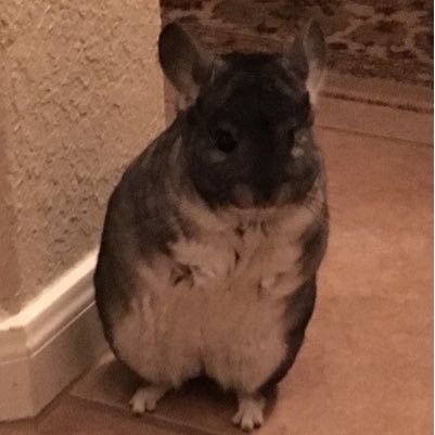 roachell4's profile picture. 