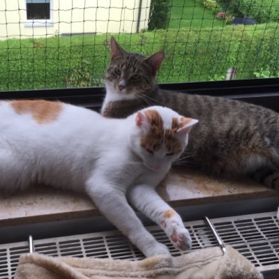 dream_of_mine's profile picture. Leidenschaftliche Leserin, Katzenmama, Buchbloggerin. Verrückt nach Büchern, kreativem & Sims 4. Buchkaufsüchtig mit riesen SUB - kann nicht ohne Bücher leben