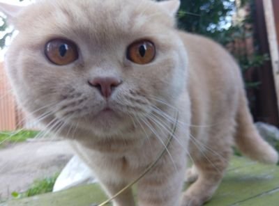 sovarnet's profile picture. А что до котов? Они, конечно же, все прекрасны