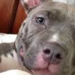 EDITOR NOT GOOD NO LIFE CRACKER
MY DOG IS BEAUTIFUL(SHARMA)
TRYING
TO JOIN @PreciseAsylum