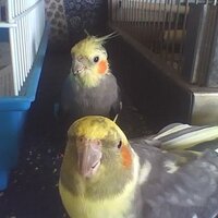 Parag (@orangeblazer28) 's Twitter Profile Photo