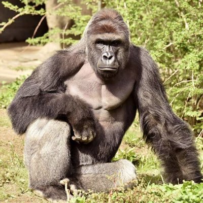 howell4harambe's profile picture. official acc for the howell 4 harambe™ gc