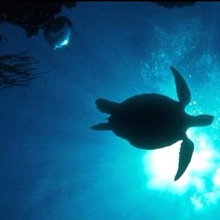 MOSF closed in May 2016. Tweets reflect views of co-founder Jen Pitzer to share ocean news and projects that emphasize the importance of marine stewardship.