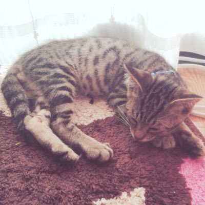 oaueKDzROEzS4uF's profile picture. 猫ちゃんたちで癒される〜♡猫好きの方フォローよろしくお願いしま〜す！無言フォローすみません！フォロバ100%✨