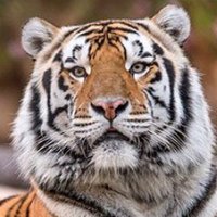 GeauxUncleW (@w_tanner9) 's Twitter Profile
