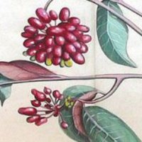 Centre for World Environmental History (@cwehsussex) 's Twitter Profile Photo Centre for World Environmental History (@cwehsussex) 's Twitter Profile Photo