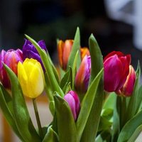 Sangeetha Krish (@sangeethakrish) 's Twitter Profile