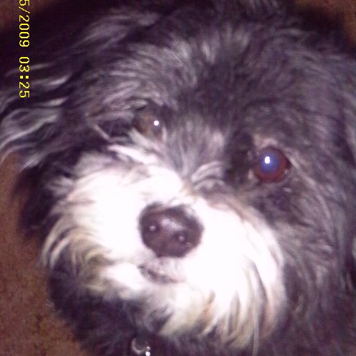 darkbuddy12's profile picture. I'm 15 I got this Twitter to follow anyone who inspire me