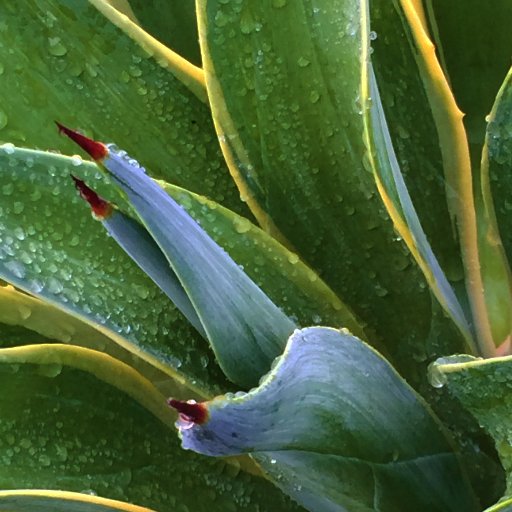 redbermdesign's profile picture. Landscape Designer in Los Angeles. I share landscape design and nature inspiration 🌱🌱🌵🌵