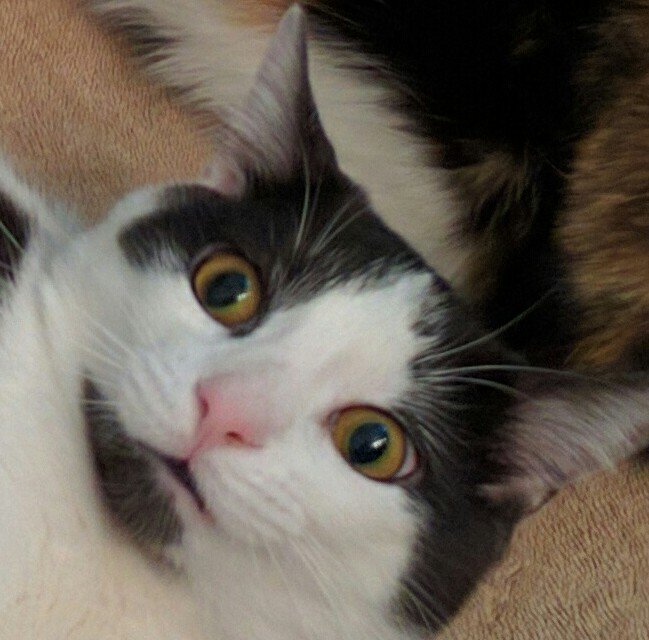 GoldEChipperson's profile picture. hope you like cat pics bub