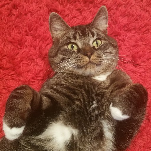 CCP_Kitteh's profile picture. Former Chief Executive Cuddler - Now retired and enjoying catnip :3