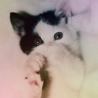 Ł i t t l e k i Ť (@smallsharpclaws) 's Twitter Profile