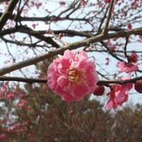 Fiona Ross (@fionaross) 's Twitter Profile