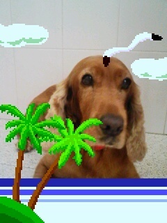 pacalaconeja's profile picture. me gusta la playa... se nota?