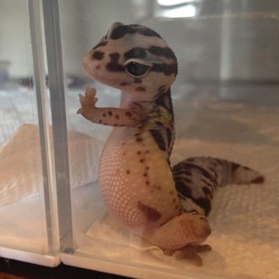 oraf___29's profile picture. にーと/ お菓子好き