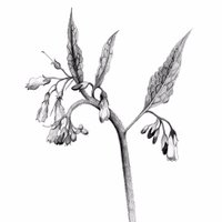 Phytology (@phytologylondon) 's Twitter Profile