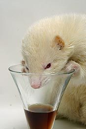 Хорек беспринципный