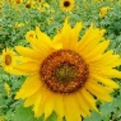 SaisentanPaPa's profile picture. 7歳と4歳の子供育児中パパ、最先端情報を探してます♪幼児教育、脳科学、家関係のブログも書いてます♪