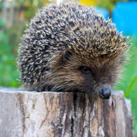 HillcrestESLibrary (@hillcresteslib) 's Twitter Profile