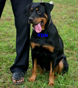 We are dog breeders to the core | Rottweiler is our passion | Content creator | You can reach us on +2348030642241 & +2348023245019.