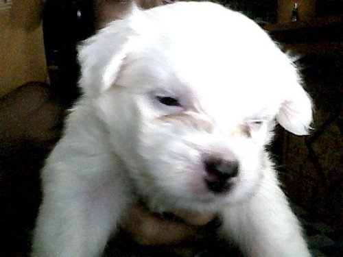 asshes's profile picture. I AM A STUDENT OF SMC.I AM AN ACHIEVER.I CAN DESCRIBE MY SEL AS SHY BUT INTELLIGENT!!!!