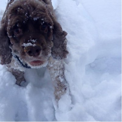 Intermediate Teacher with GVSD 61. Fan of Milo, Magnum, Phin and the BC Lions. Lover of kid’s books, naps and Sunshine!