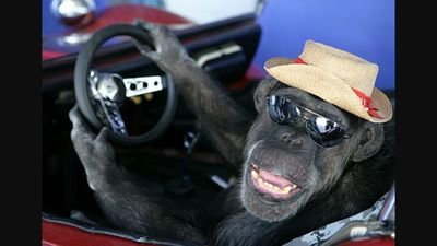 I'm a Monkey Man, who likes Hemi powered automobiles.