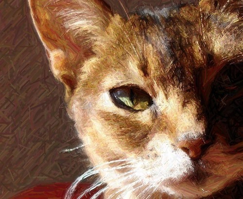 Qitou's profile picture. 