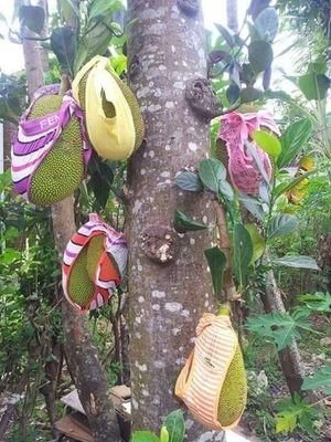 asmiraz81's profile picture. Recruit for escort girls