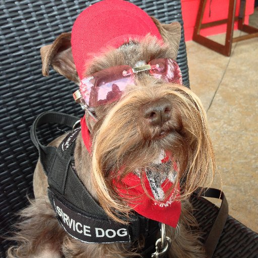 Hearing Alert Service Dog for one; Virtual Therapy Dog for up to one million daily in 107 countries with adventures, blessings and wisdom.