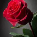 Raji kirsnan (@016976441Bala) Twitter