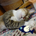 Hello! dawnswimmer as Shikou. Love music, ever played in cyclops & monologue. Love rock Fishing! I love you! ピースv