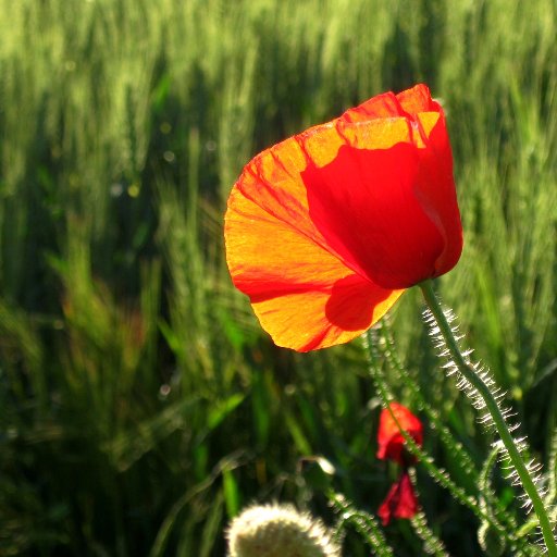 artebelleville's profile picture. Red social personal. Interés en avances médicos e investigación ciencia #Inmunología #CFS #neurociencia #calidaddevida #educación #cultura