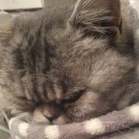 Kate Evans (@candystripe) 's Twitter Profile