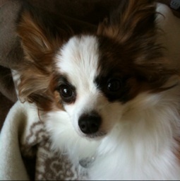 helloyutaka's profile picture. スローライフと身の回りの小さな幸せを愛する小市民です。おそらくスポーツ関係と、政治的なツイートが中心になります。仕事の話はしません。でも、時々、大胆な発言します。美しいÁvila 山脈の写真をお楽しみください。