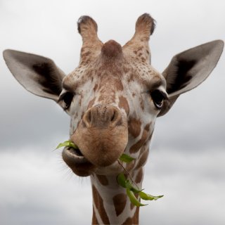 pschanzenbacher's profile picture. Advocate for Technology, Innovation, Intelligence, Education and World Progress.