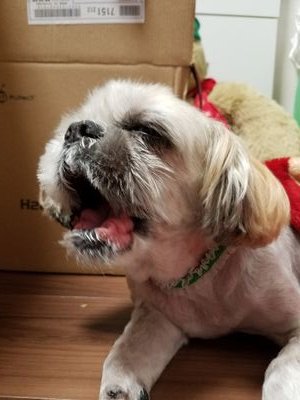 atom12300930's profile picture. 犬好き、介護士www♡
☕STARBUCKS ☕命❤