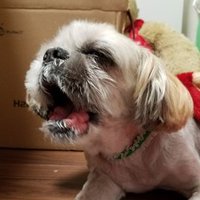 atom&まる子(*ˊᵕˋ*)੭ ੈ❤︎ (@atom12300930) 's Twitter Profile